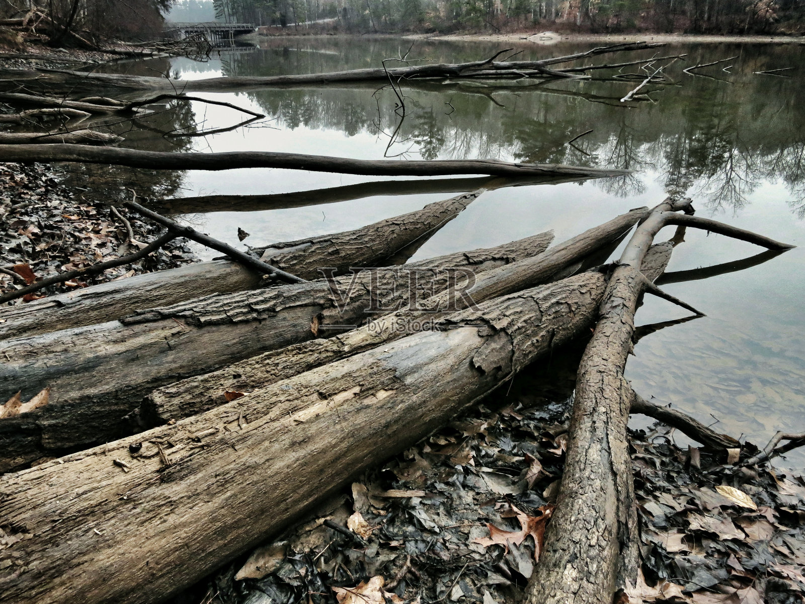 倒在水中的树照片摄影图片