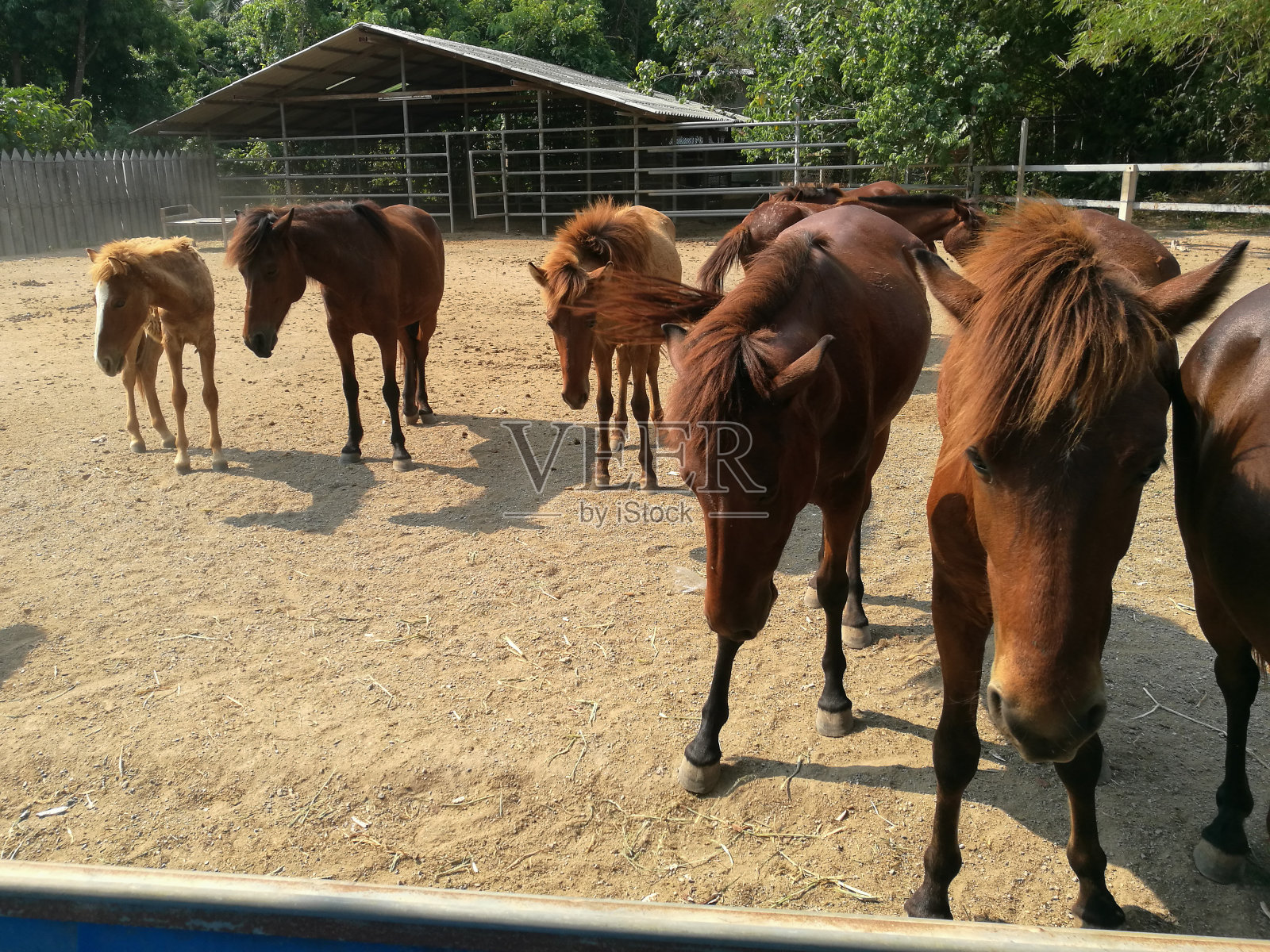 马照片摄影图片