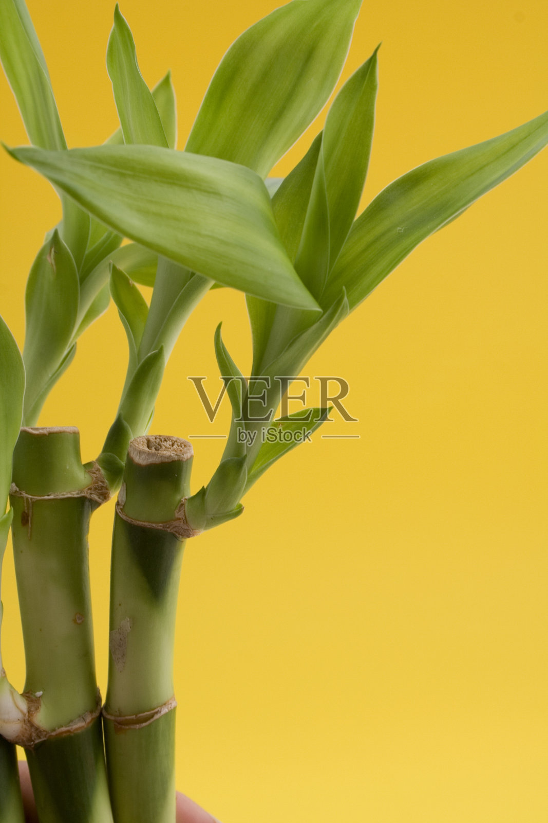 幸运的竹子照片摄影图片