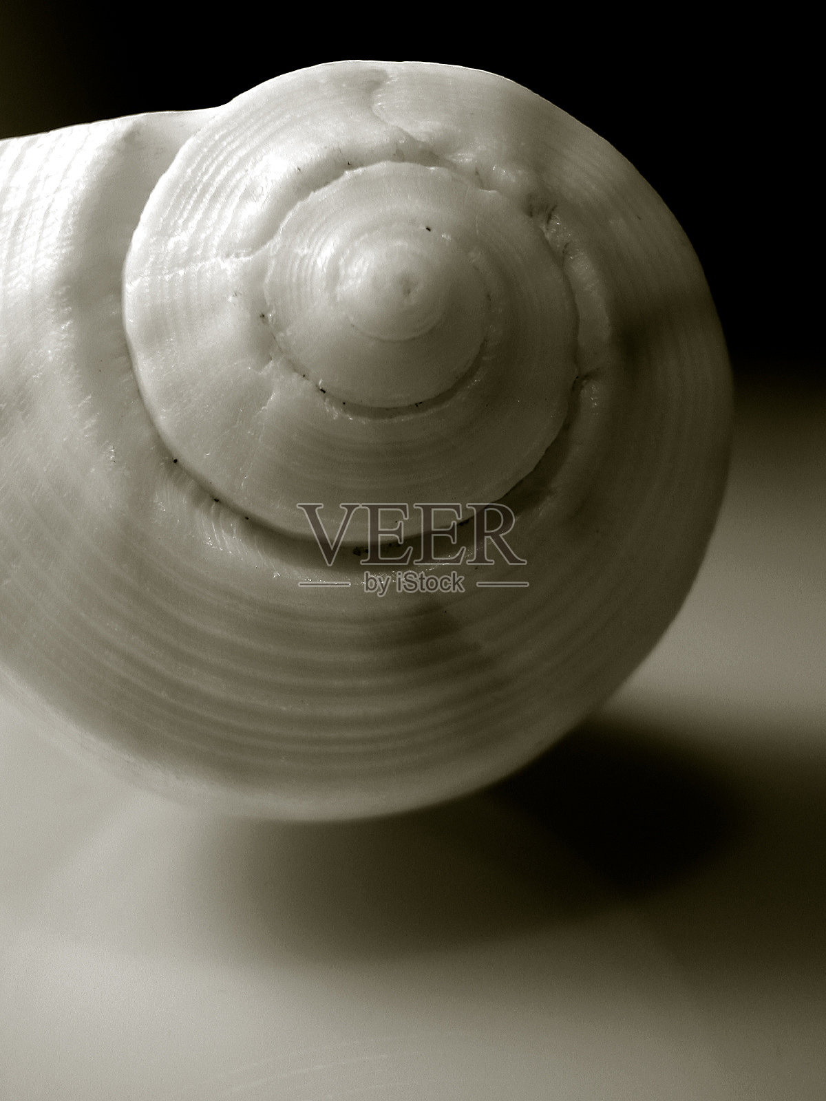 双色版螺旋贝壳照片摄影图片