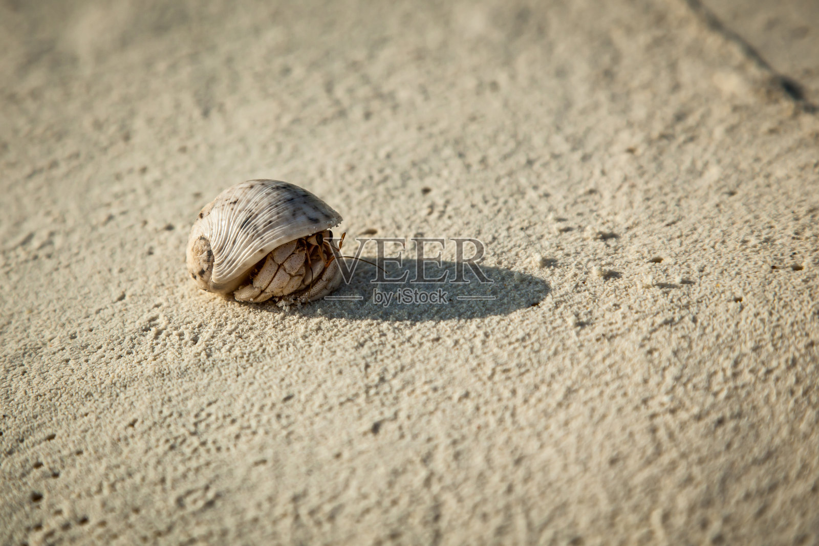 海滩上的寄居蟹照片摄影图片