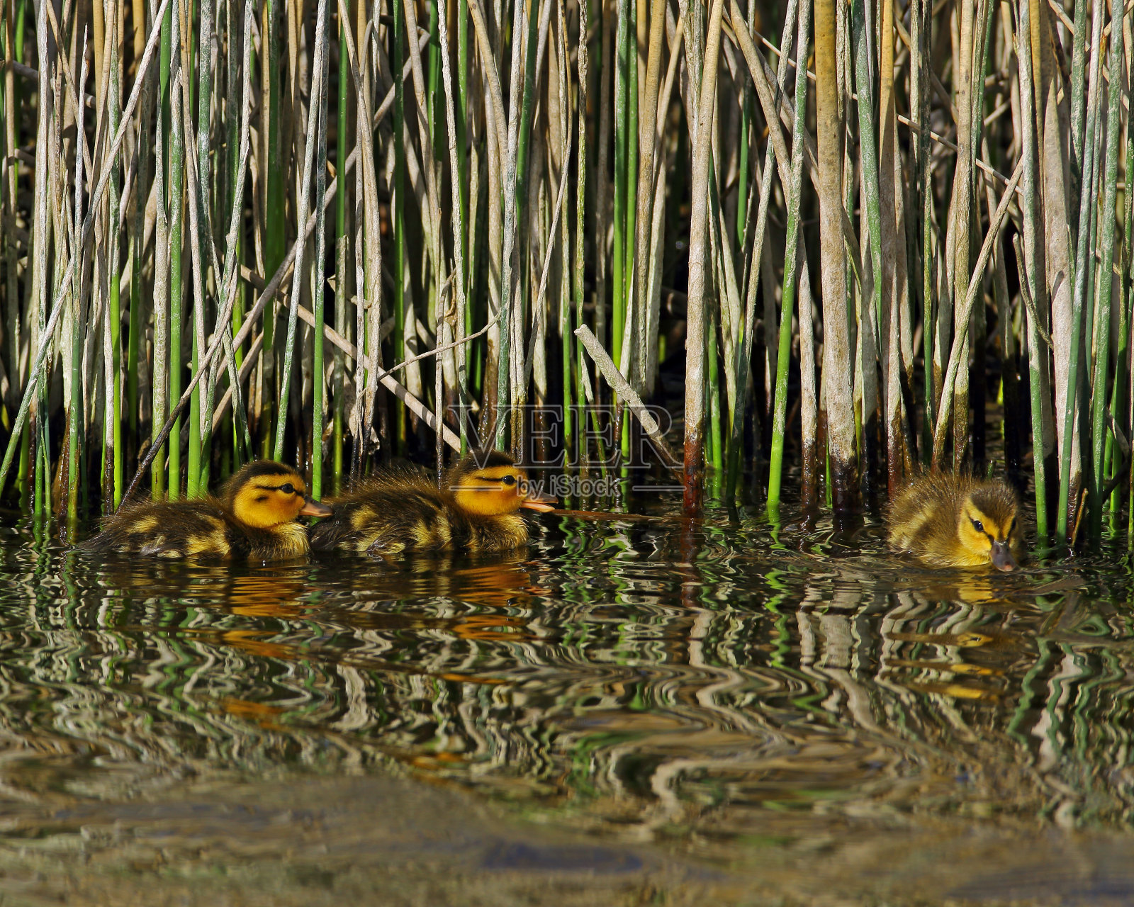 野鸭小鸭照片摄影图片