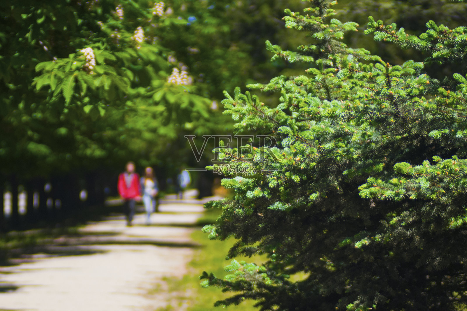 美丽的绿色云杉在城市公园照片摄影图片