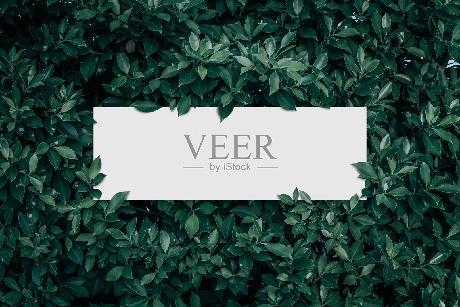 广告卡片或请帖空白照片摄影图片