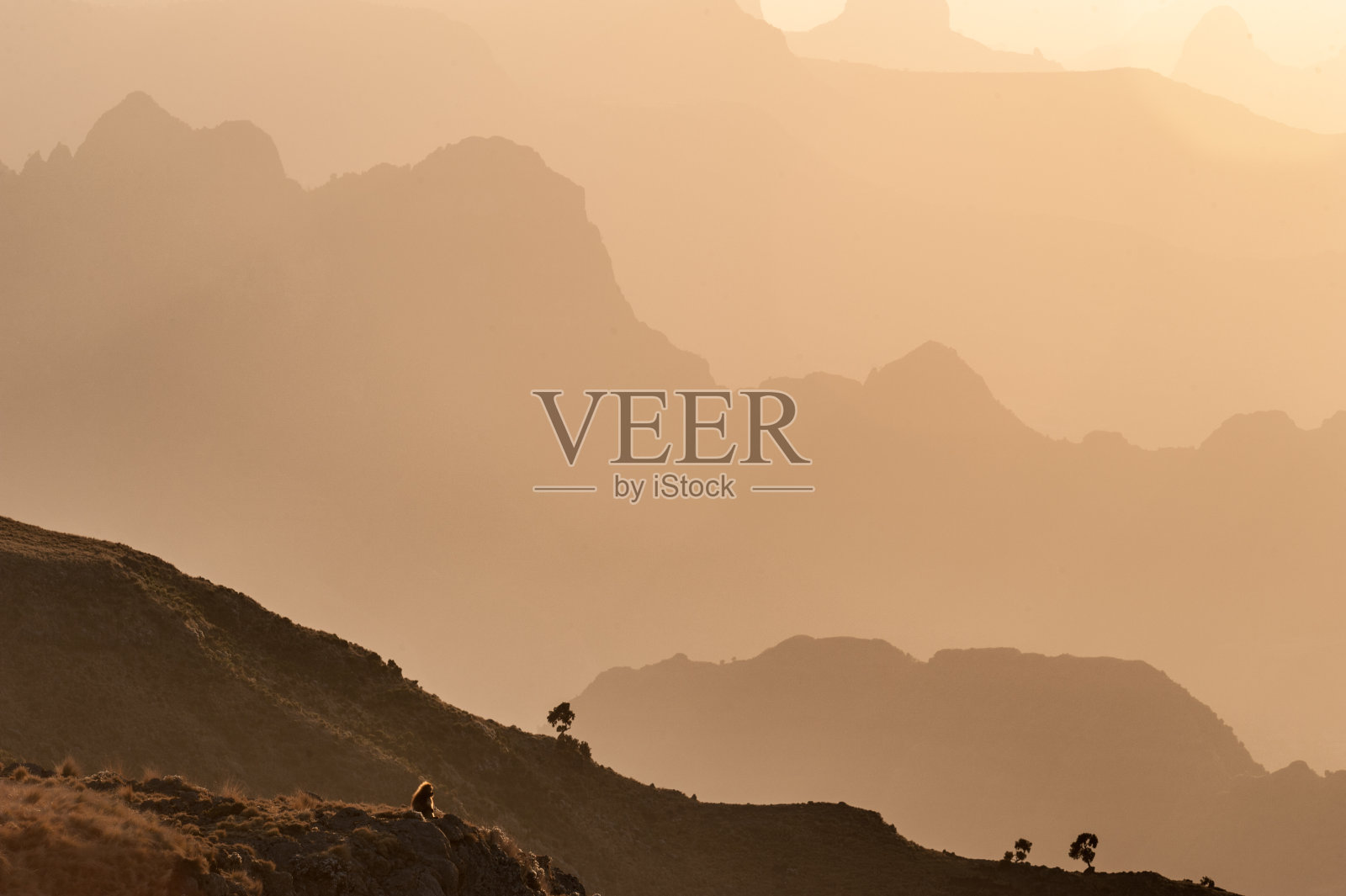 狒狒(流血的心)，塞门山脉，埃塞俄比亚照片摄影图片