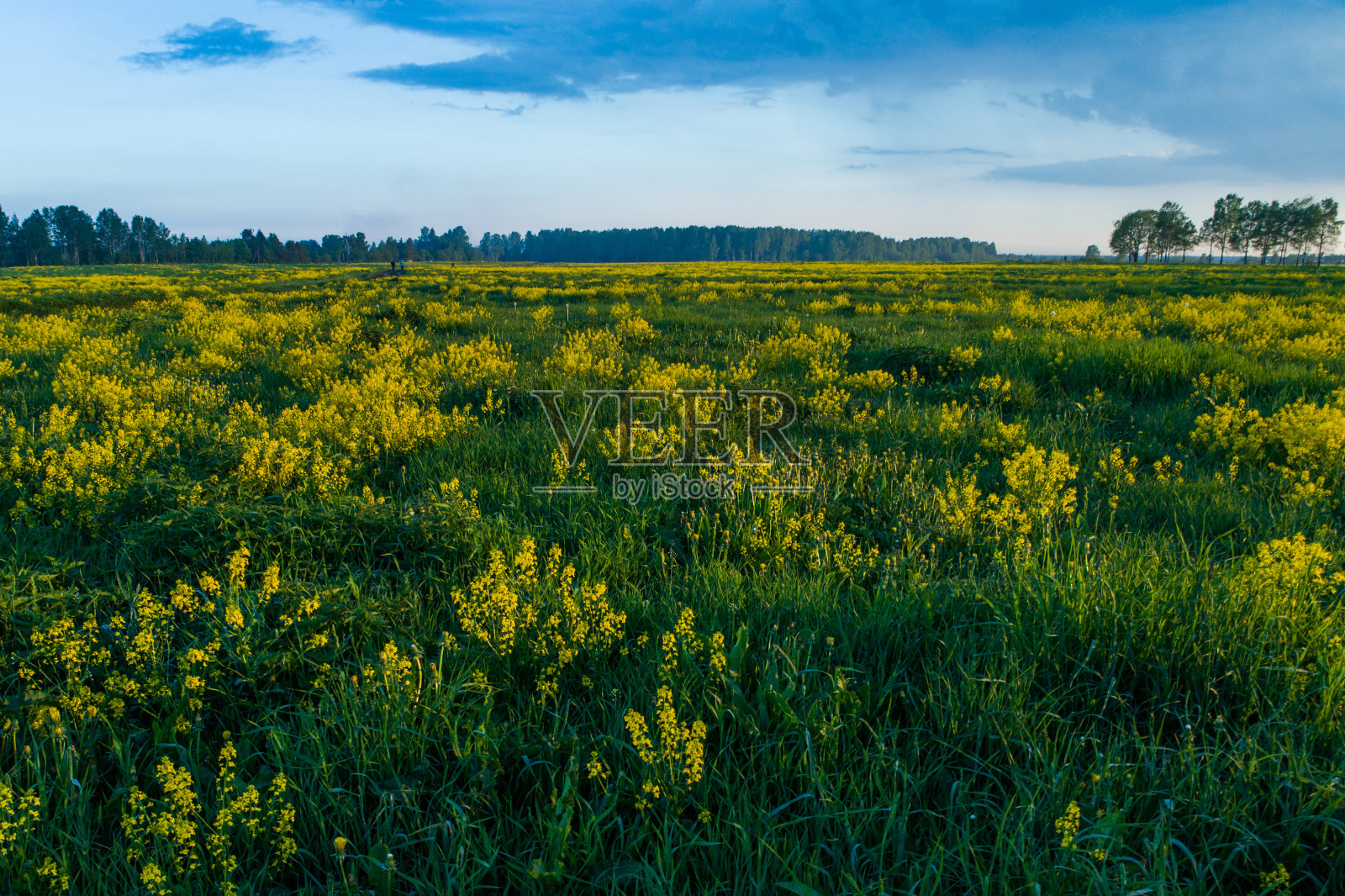 鸟瞰日落在绿色的田野与黄色的芥菜花和树照片摄影图片