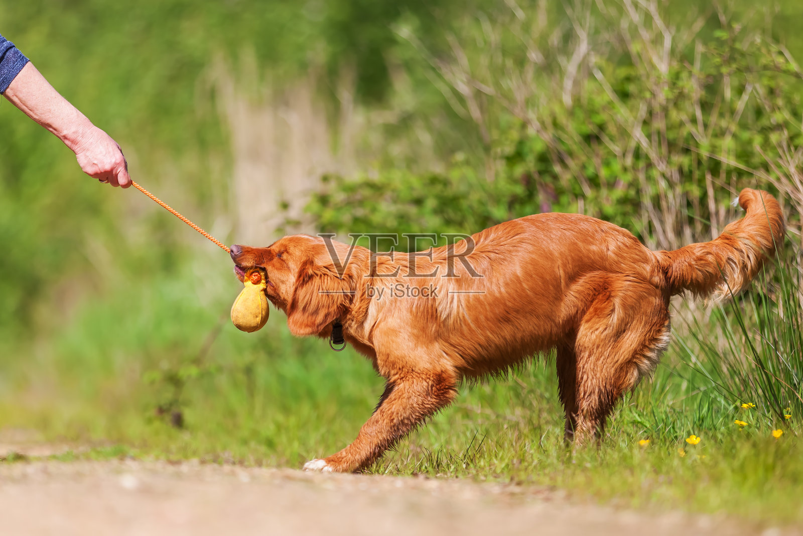 扮演新斯科舍省的鸣叫猎犬小狗照片摄影图片