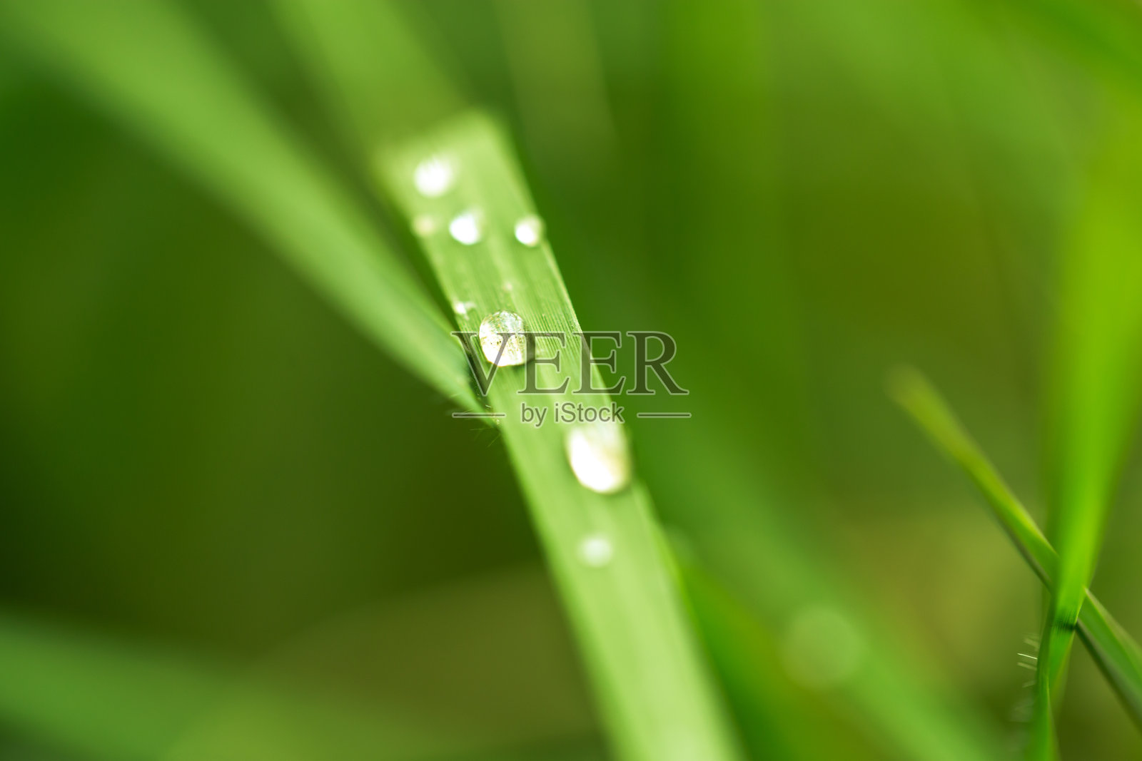 大自然草地上的露珠照片摄影图片