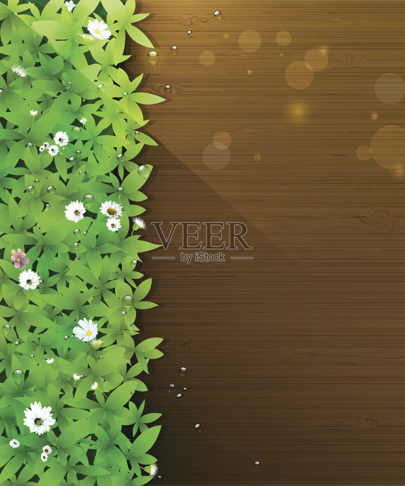 绿色的草，叶植物，白色非洲菊在木地板上插画图片素材
