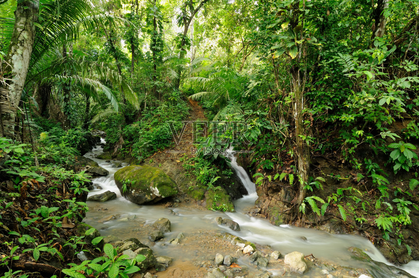 野生哥伦比亚达里恩丛林照片摄影图片
