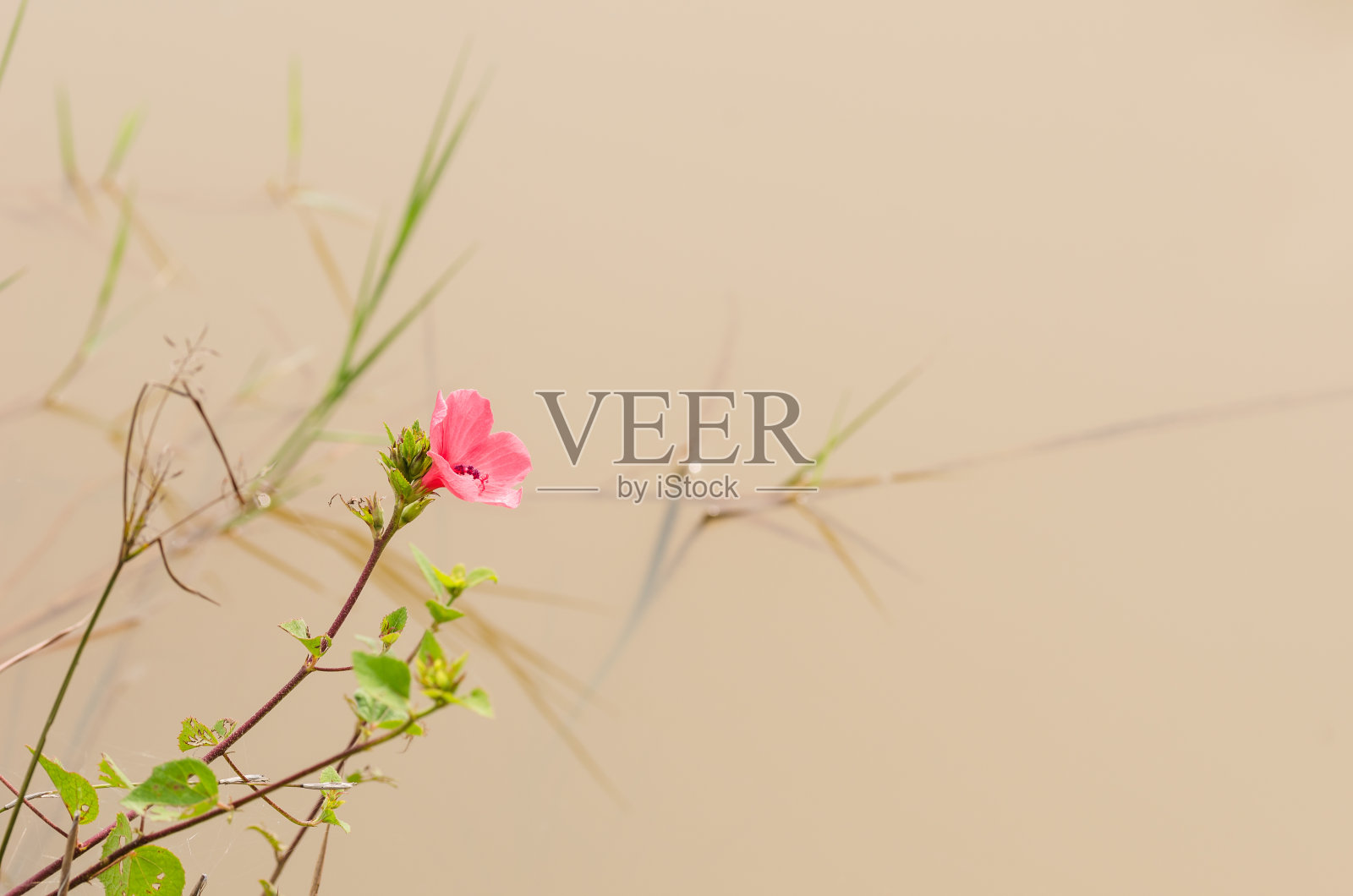 粉红色的花照片摄影图片