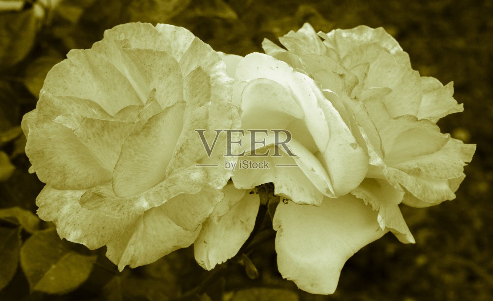 卡其色的玫瑰照片摄影图片