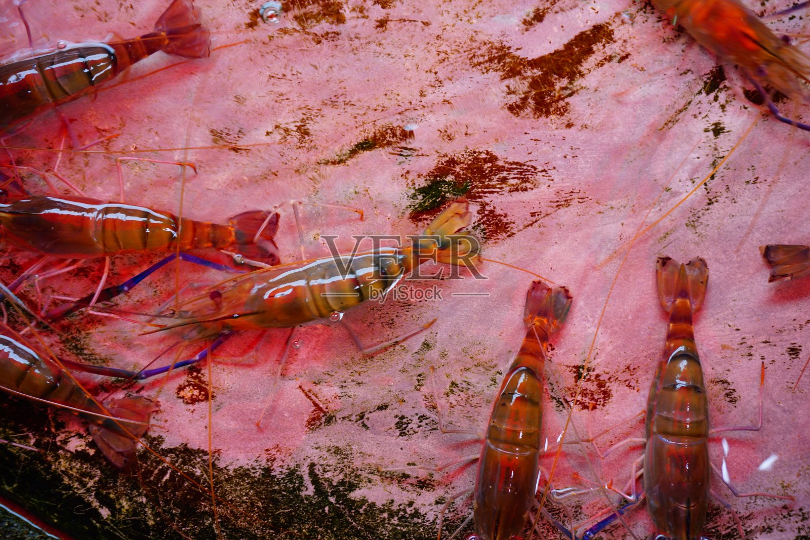 水中摘虾待售照片摄影图片