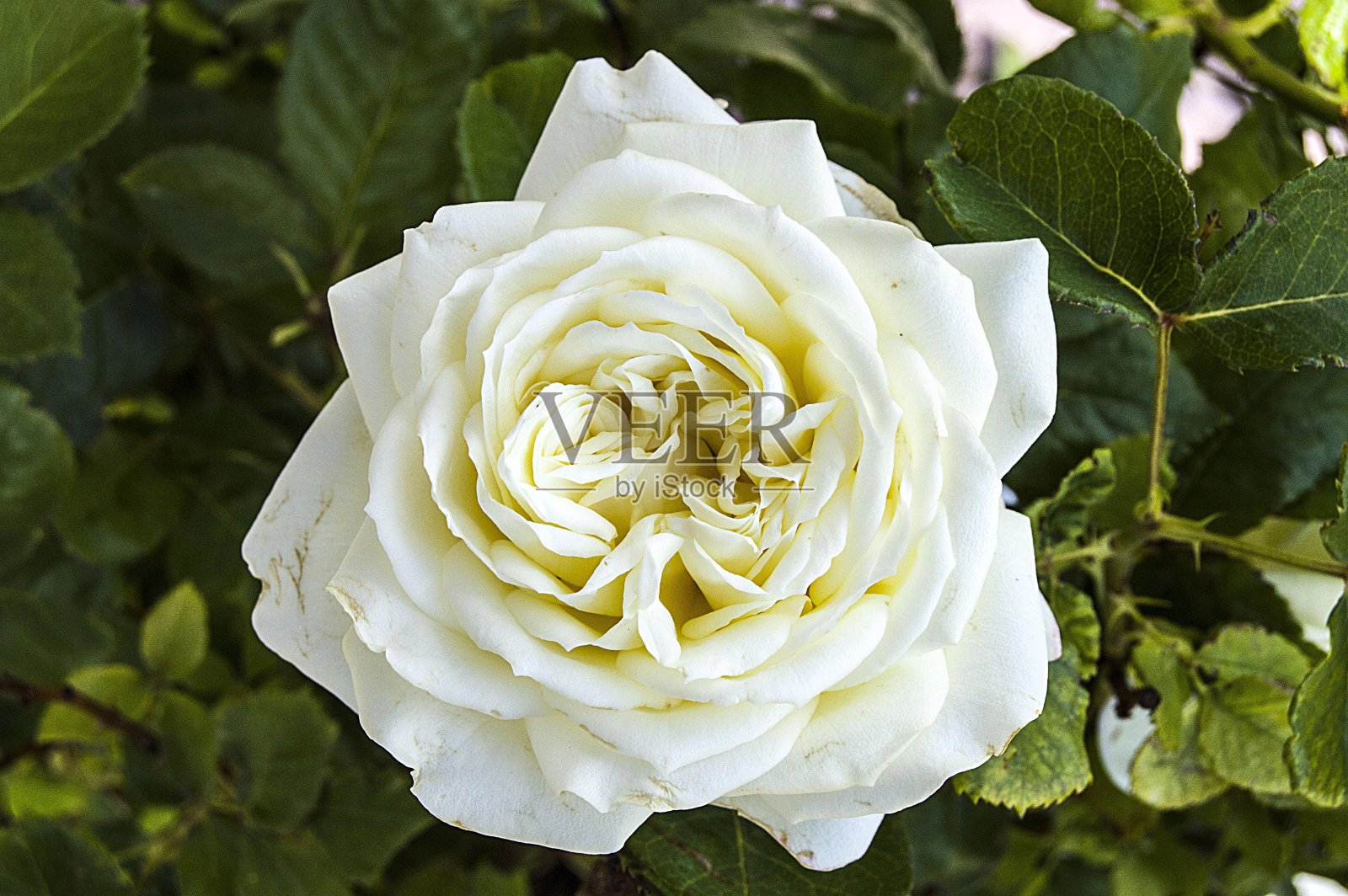 玫瑰季节花园里最壮观的白玫瑰画，照片摄影图片