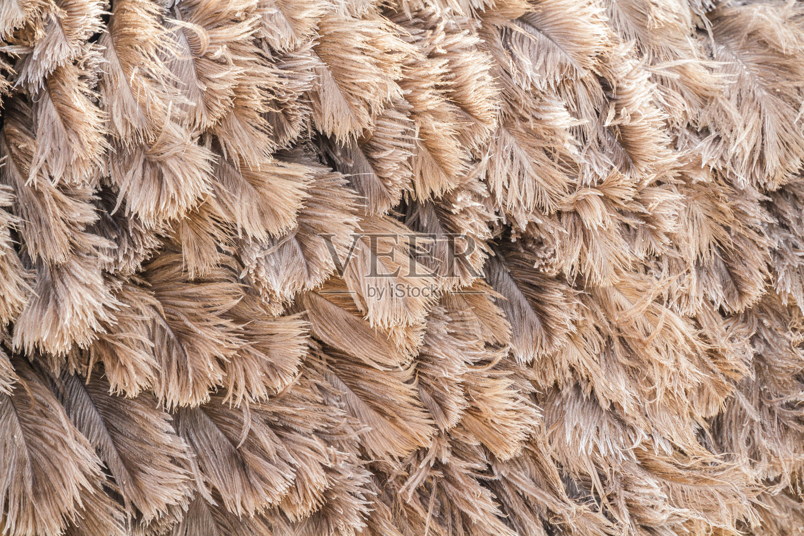 棕色羽毛鸵鸟照片摄影图片