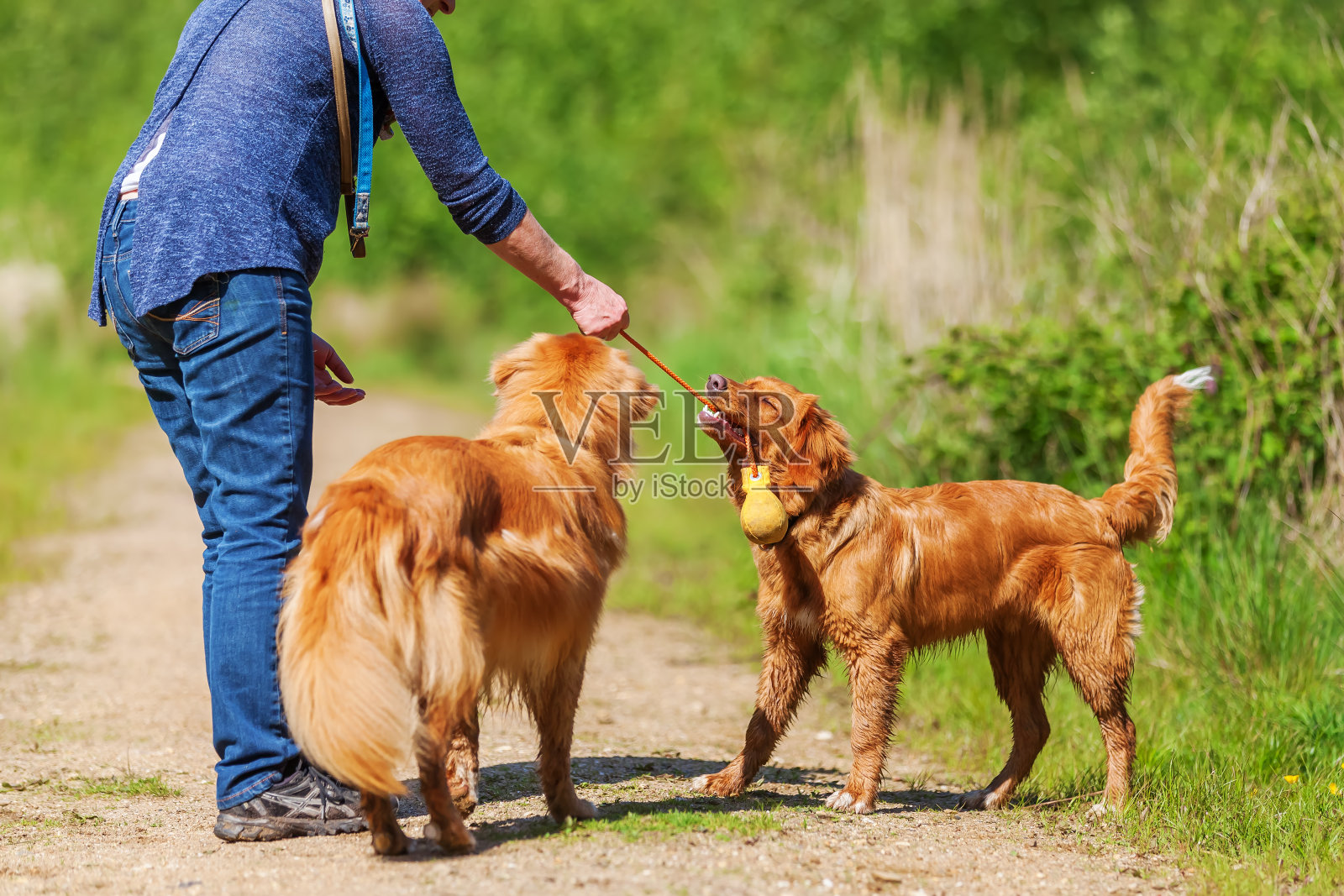 一个成熟的女人带着两只狗在森林小路上照片摄影图片