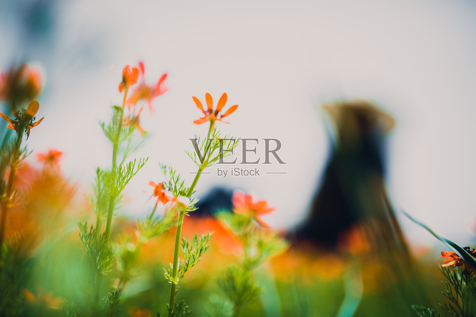 春天照片摄影图片