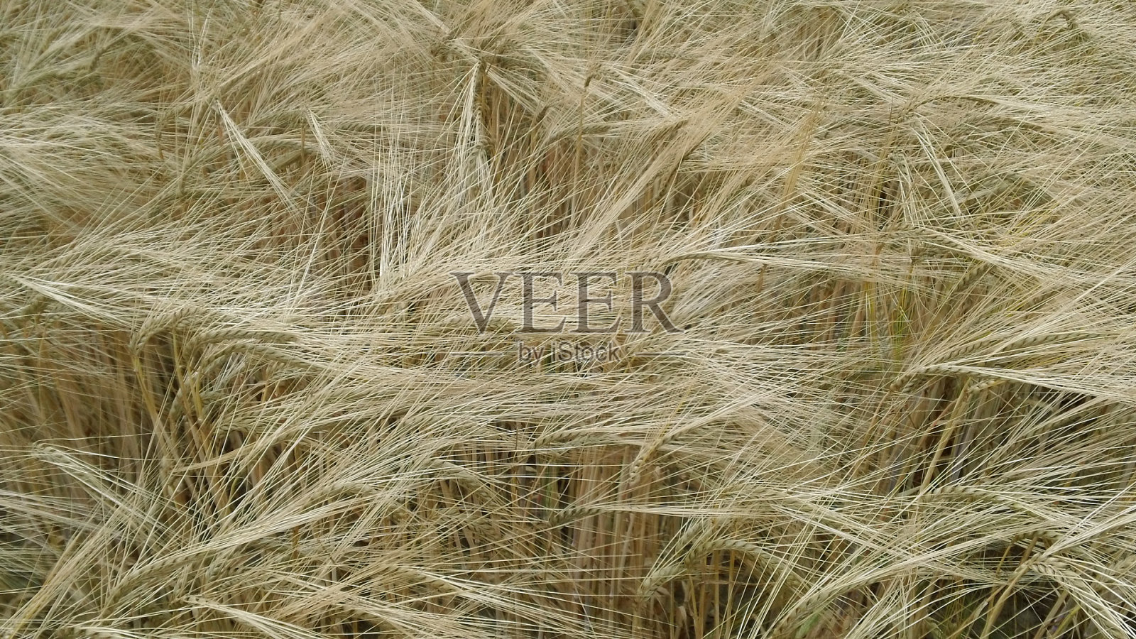 特写的麦田成熟的收获照片摄影图片