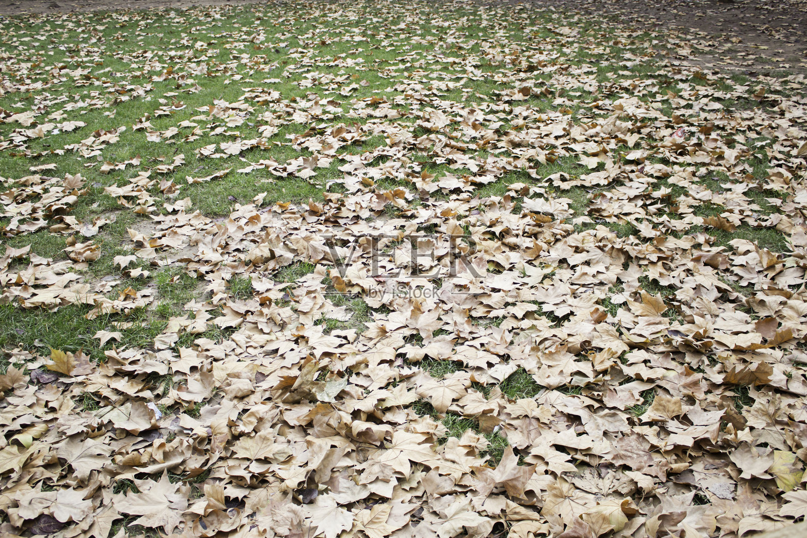 公园在秋天照片摄影图片