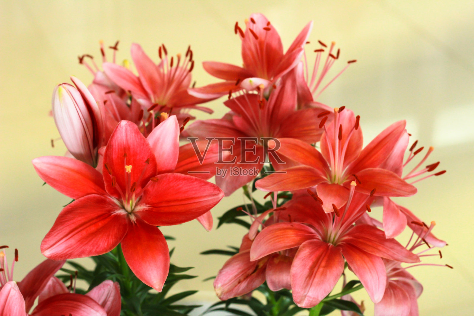 莉莉花照片摄影图片