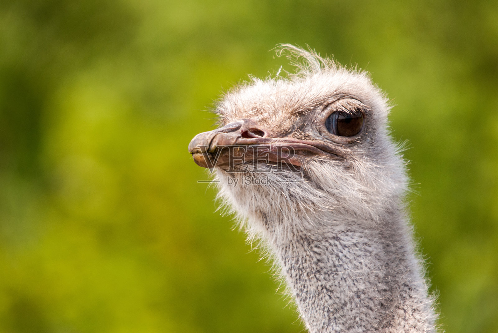 鸵鸟头照片摄影图片