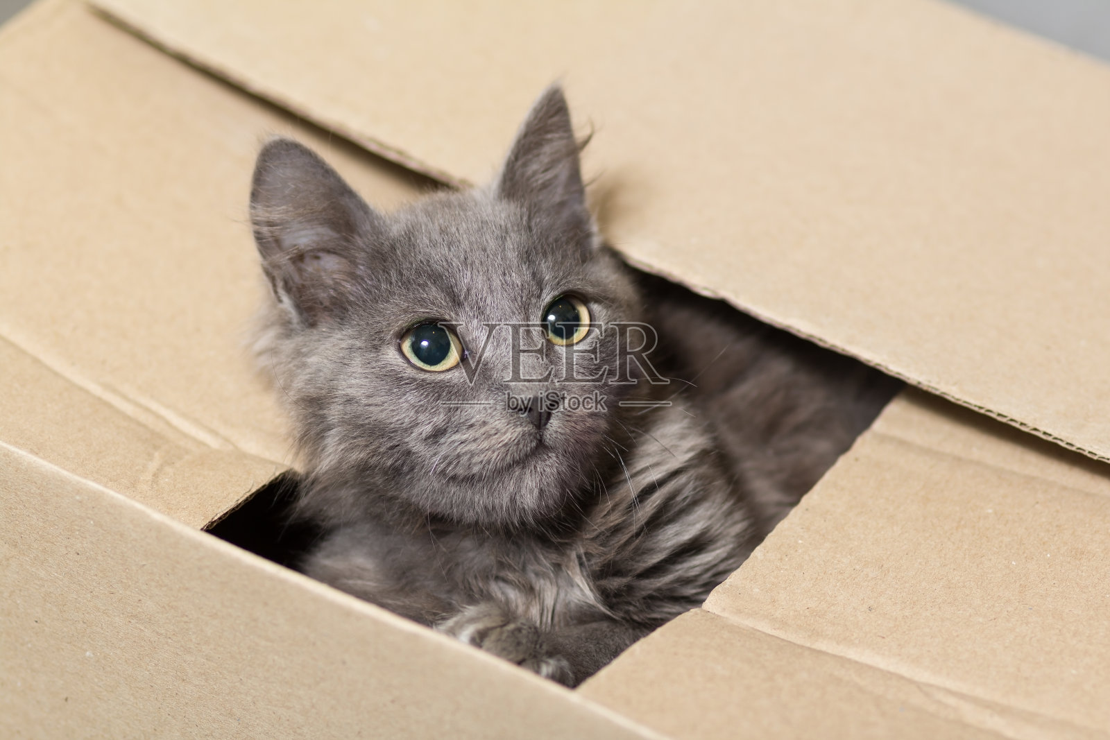 毛茸茸的灰色小猫，大眼睛照片摄影图片