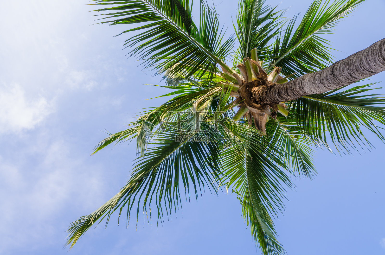 椰子照片摄影图片