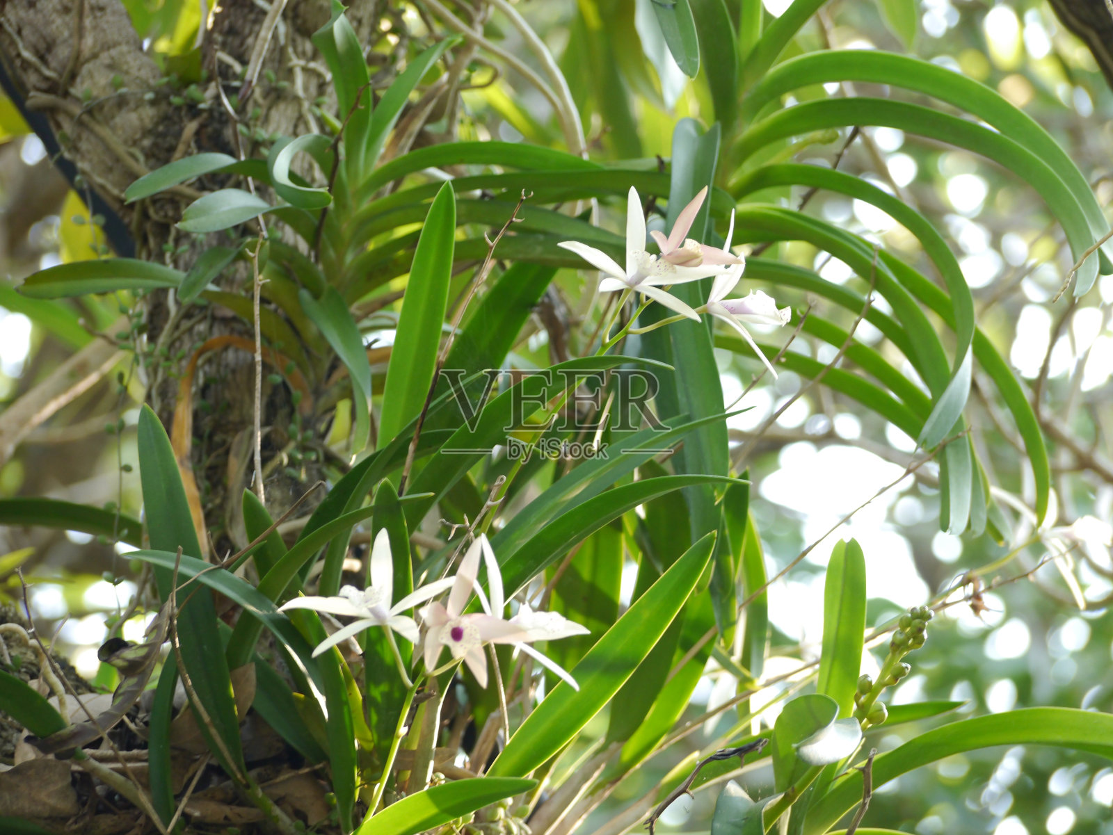 兰花照片摄影图片