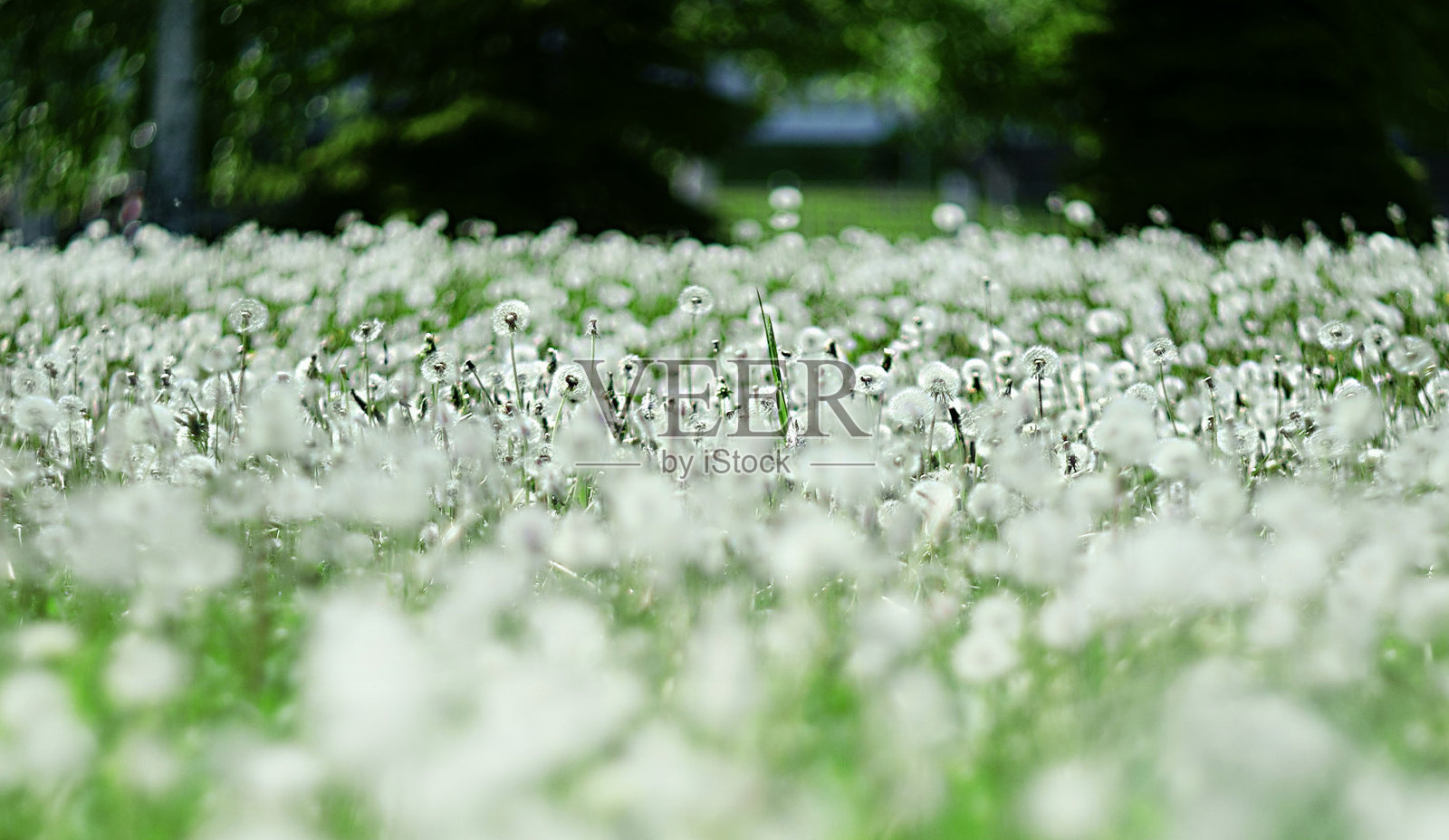 抽象模糊的背景照片摄影图片