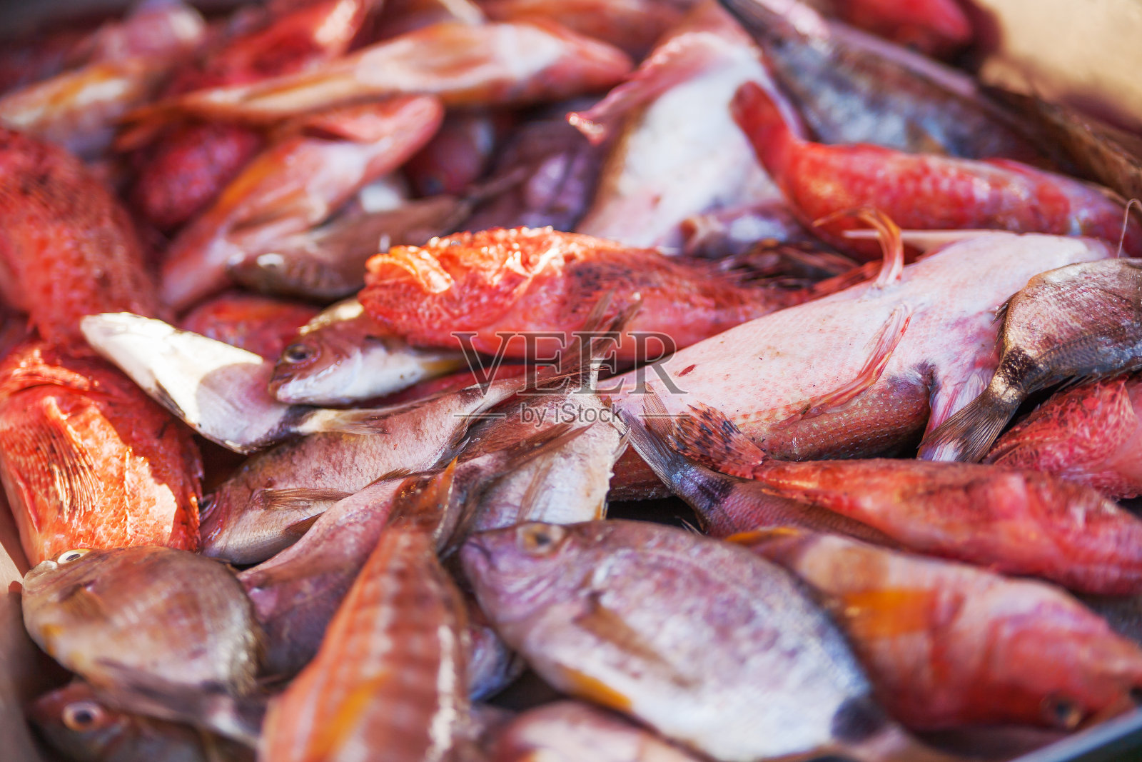 装满新鲜捕获的鲭鱼和鲈鱼的箱子。马尔他马萨斯洛克市场的初冬清晨。照片摄影图片