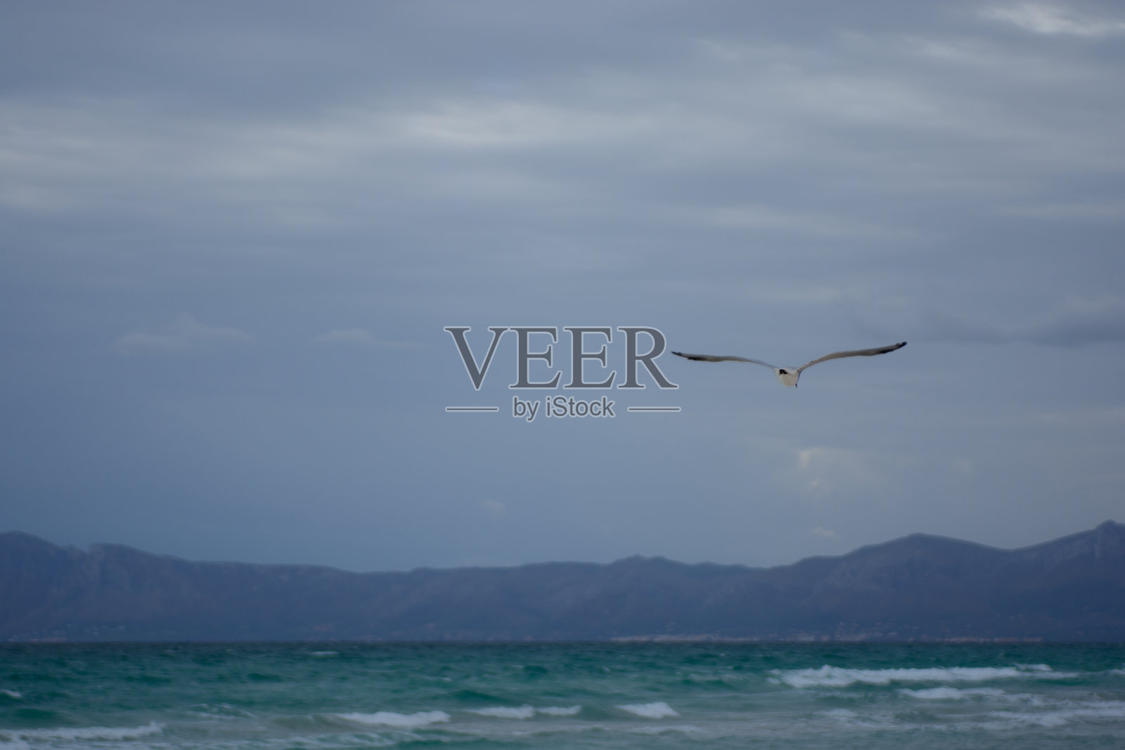 西班牙马略卡岛上空飞翔的海鸥照片摄影图片