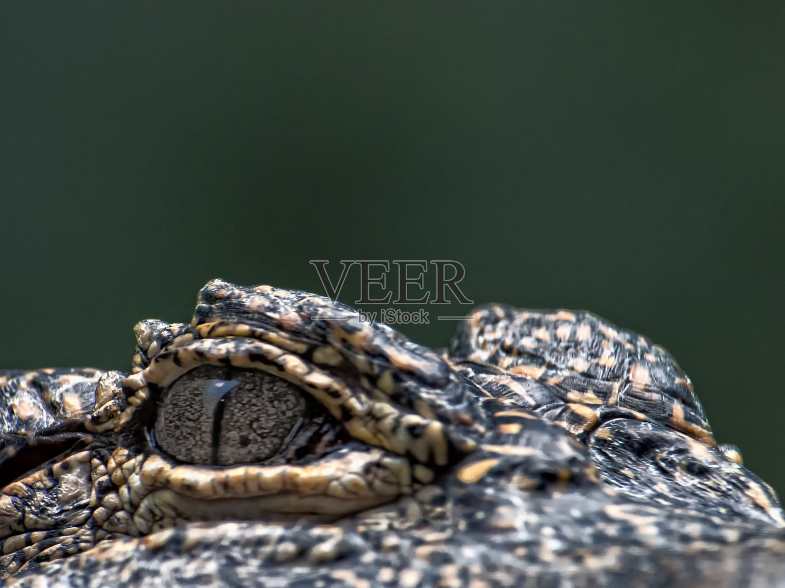 危险的鳄鱼照片摄影图片
