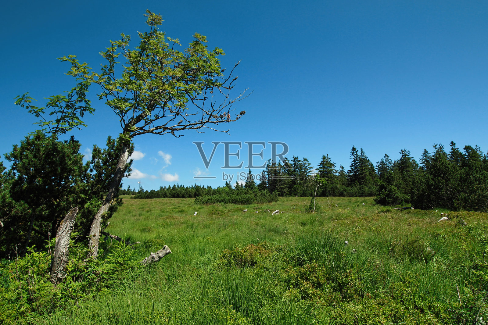 来自德国黑森林的徒步旅行印象照片摄影图片
