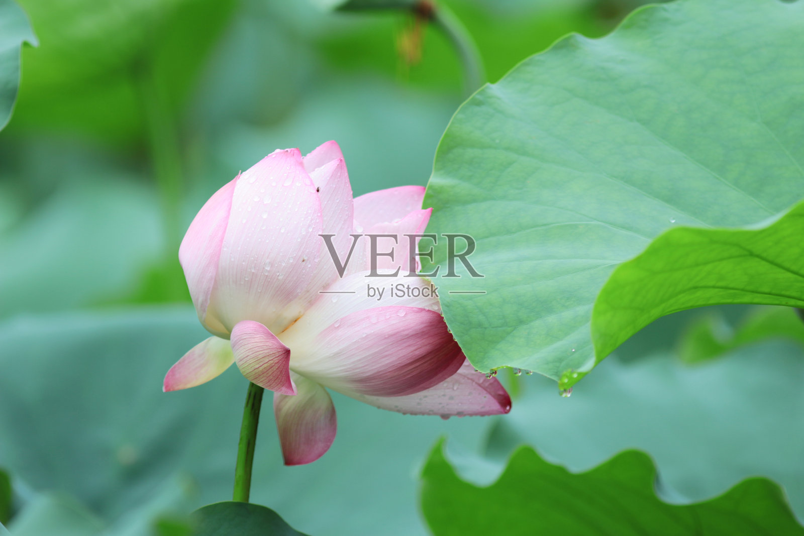 美丽的荷花盛开在池塘里照片摄影图片