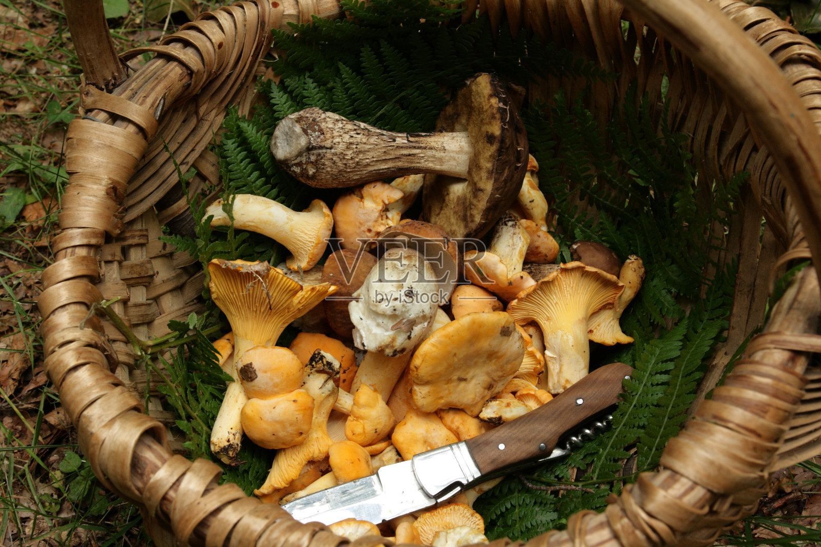 一篮冬虫夏草和鸡油菌照片摄影图片