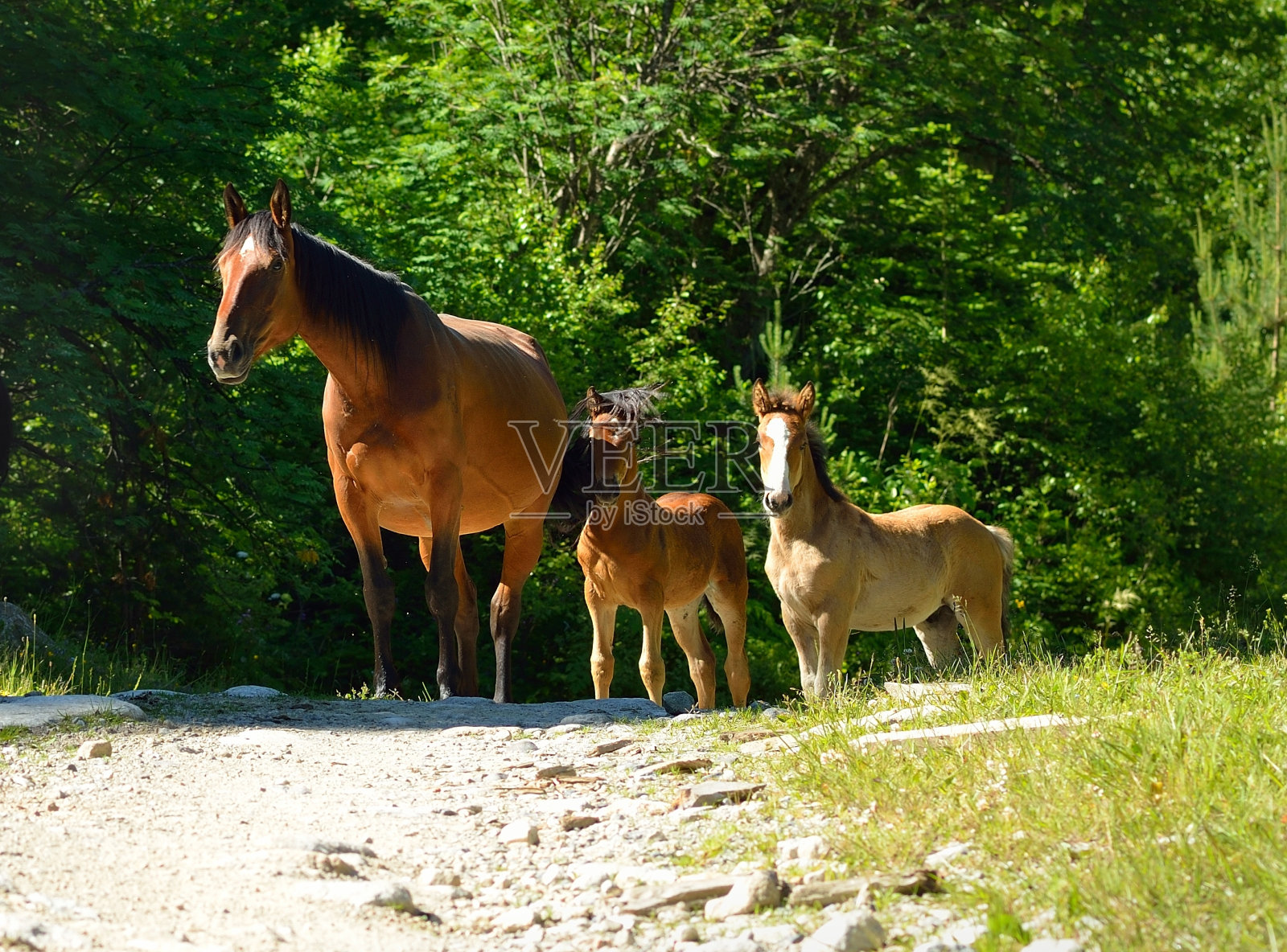 会议在山照片摄影图片