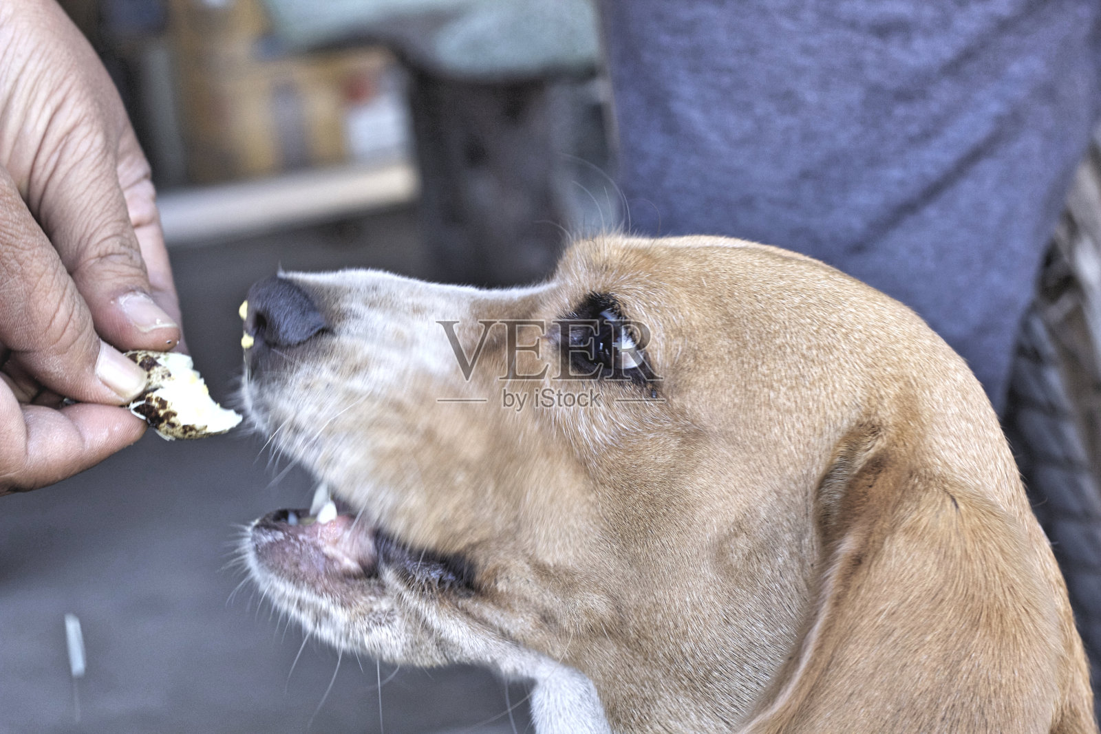近距离看小猎犬照片摄影图片
