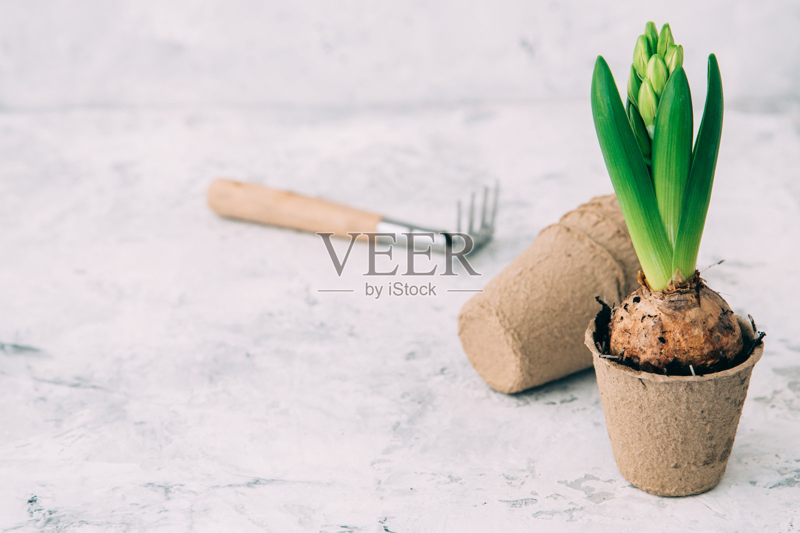 花盆里的风信子花。春园艺背景照片摄影图片