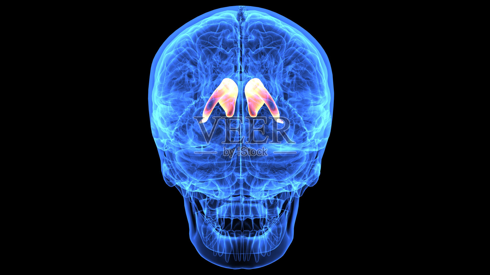 人体大脑解剖部分的3d插图照片摄影图片