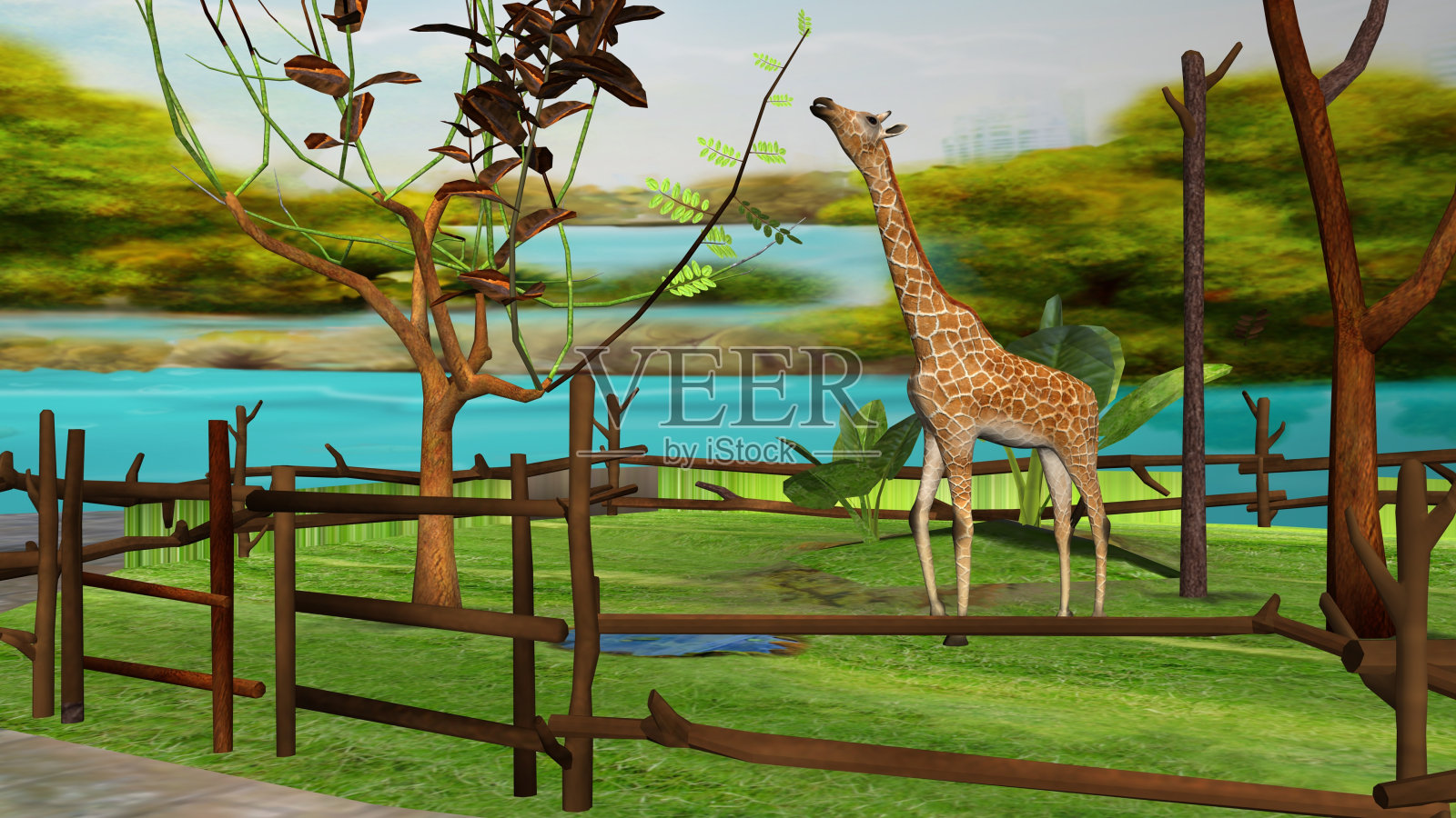 长颈鹿照片摄影图片