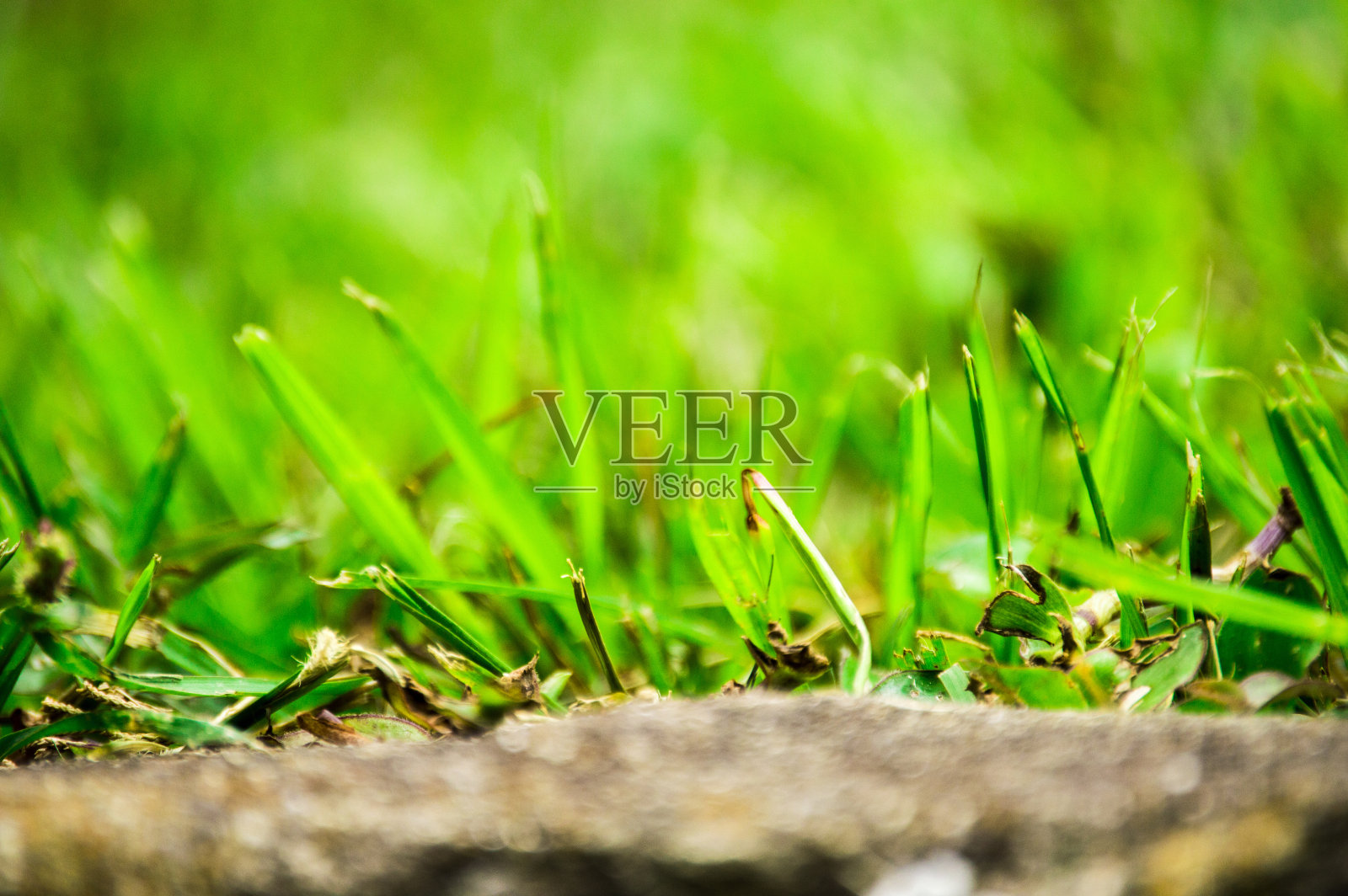 绿色植物侧岩，背景照片摄影图片