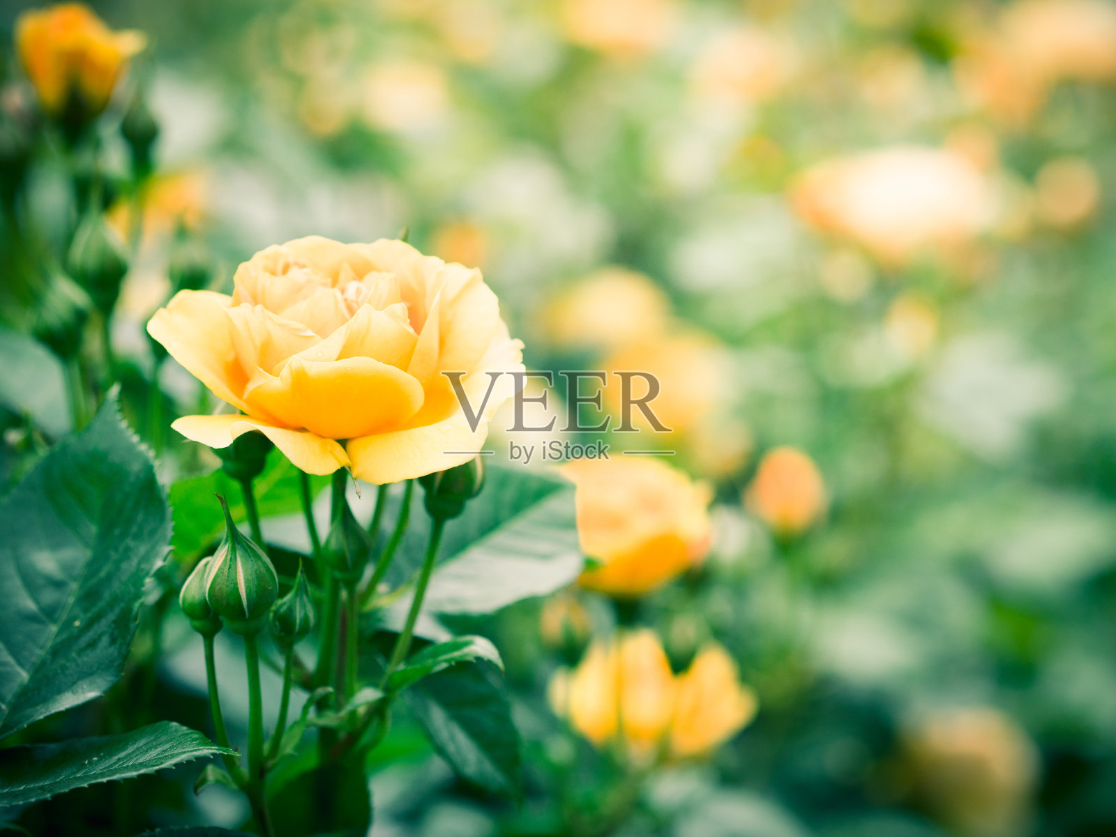 夏季黄色玫瑰花照片摄影图片