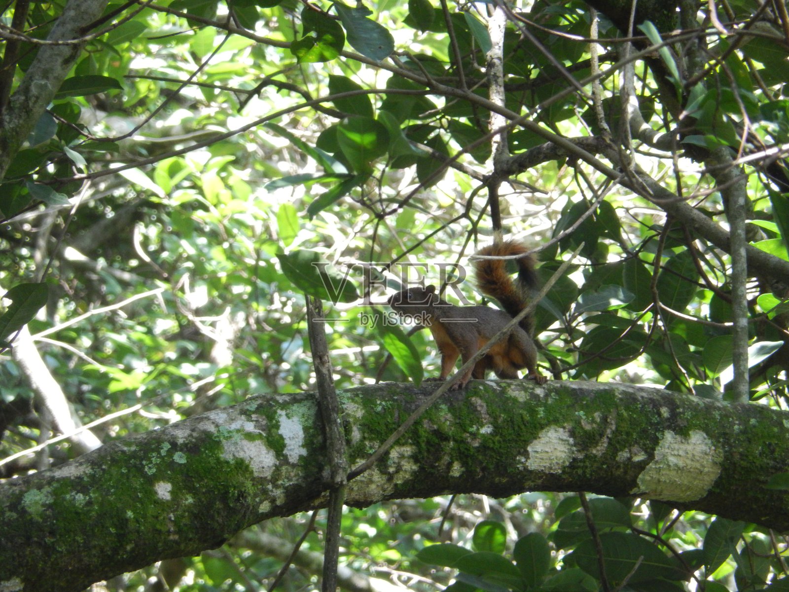 松鼠照片摄影图片