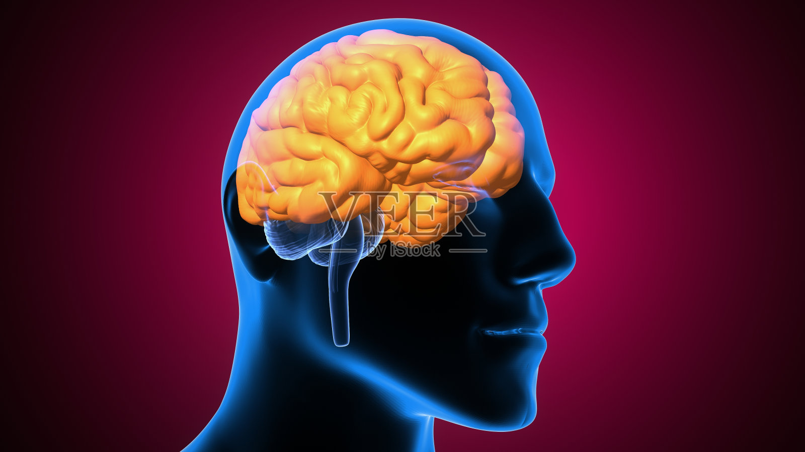人体大脑解剖部分的3d插图照片摄影图片