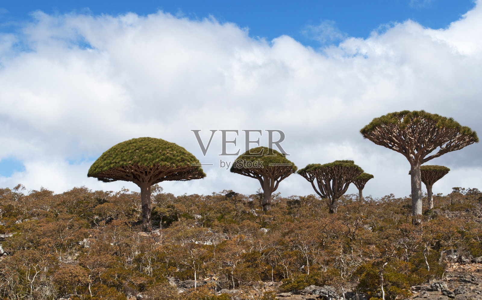 索科特拉岛：龙血树林景观照片摄影图片