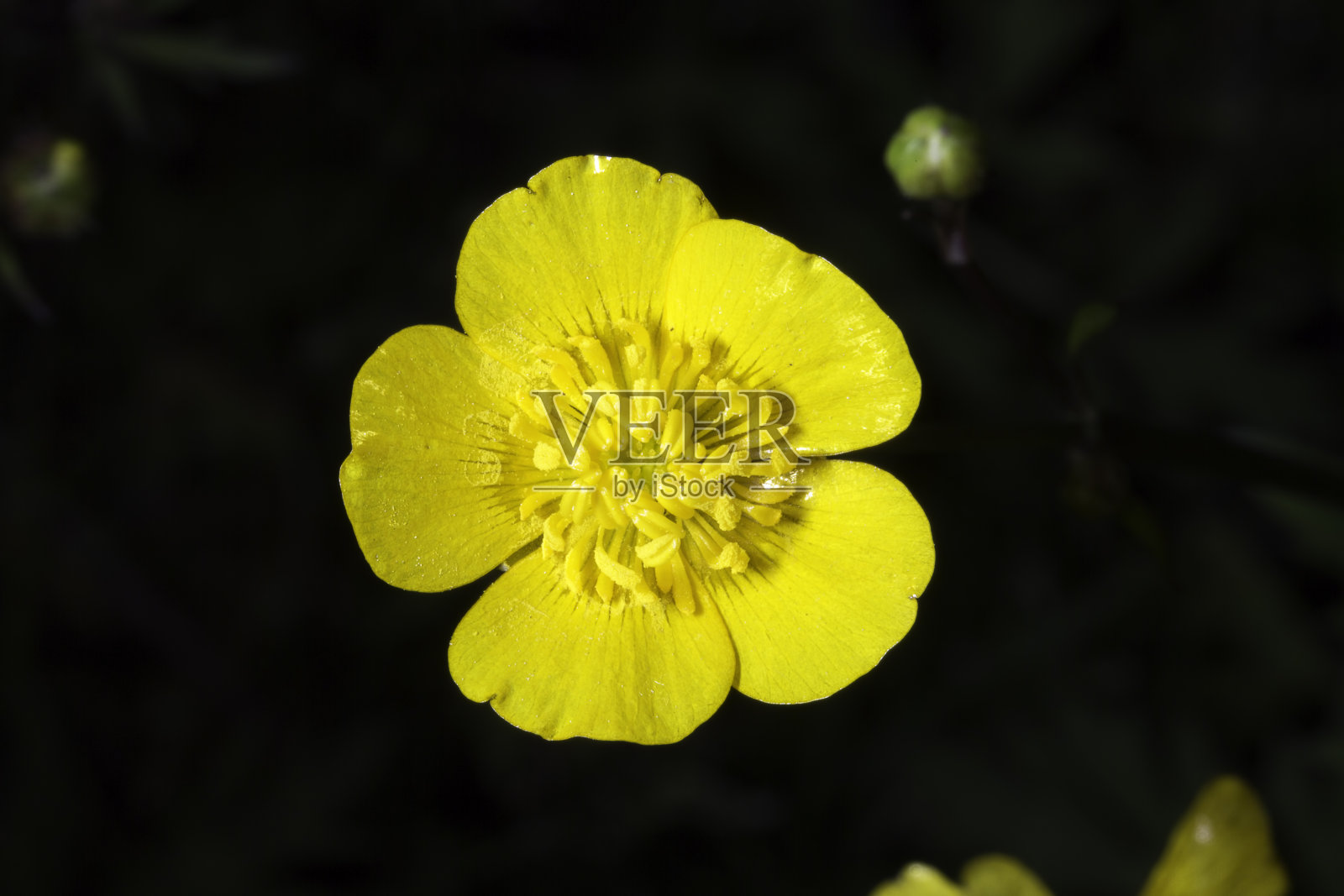 毛茛属植物的黄色花朵照片摄影图片