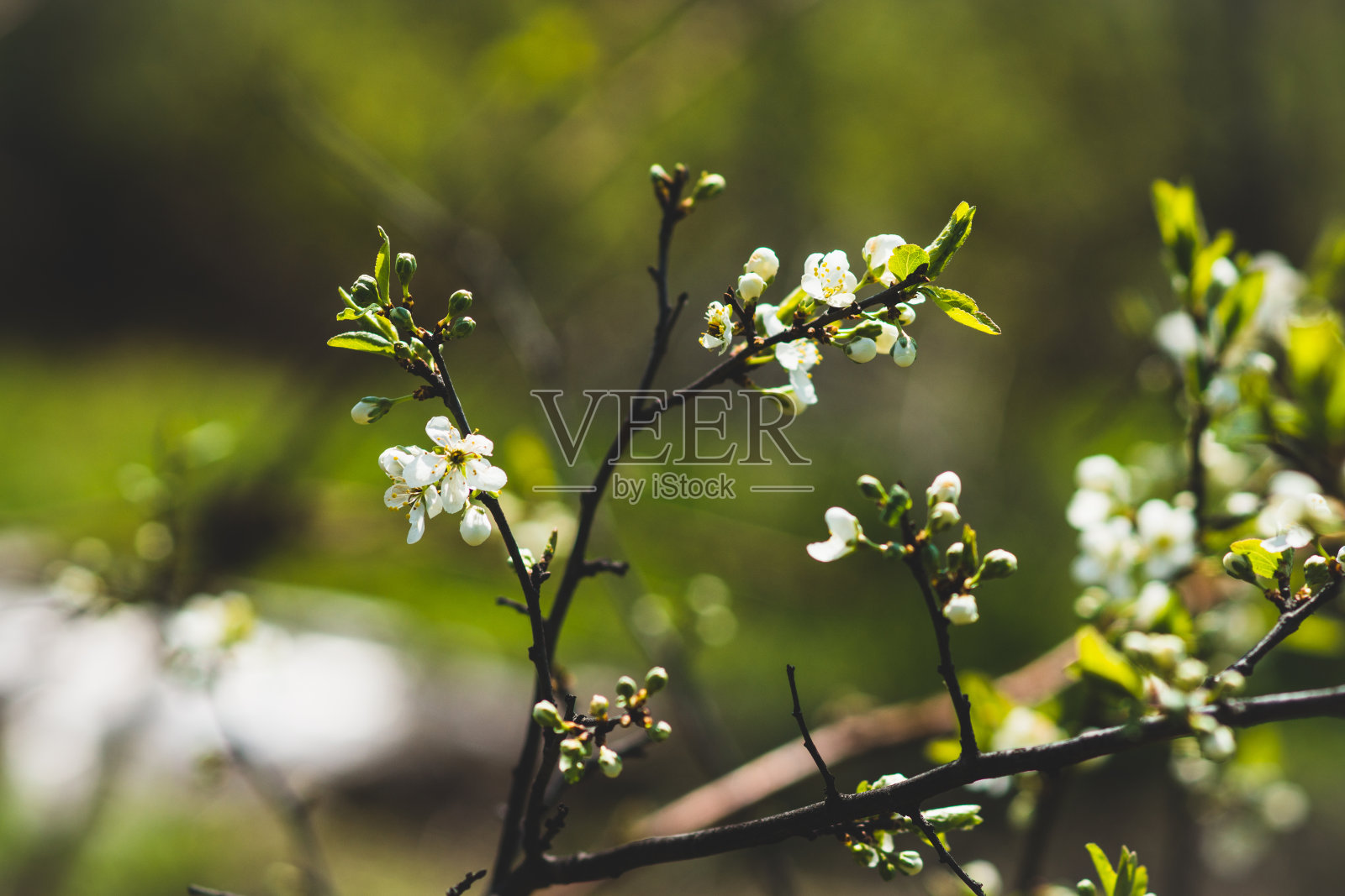 花园里盛开的李子树照片摄影图片