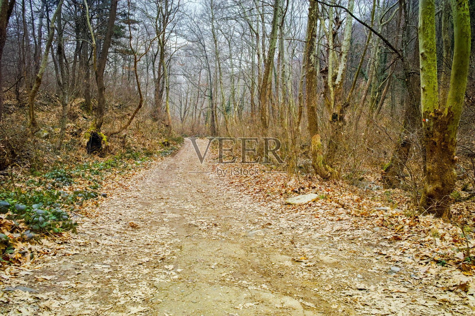 令人惊叹的冬季森林在贝拉希察山照片摄影图片