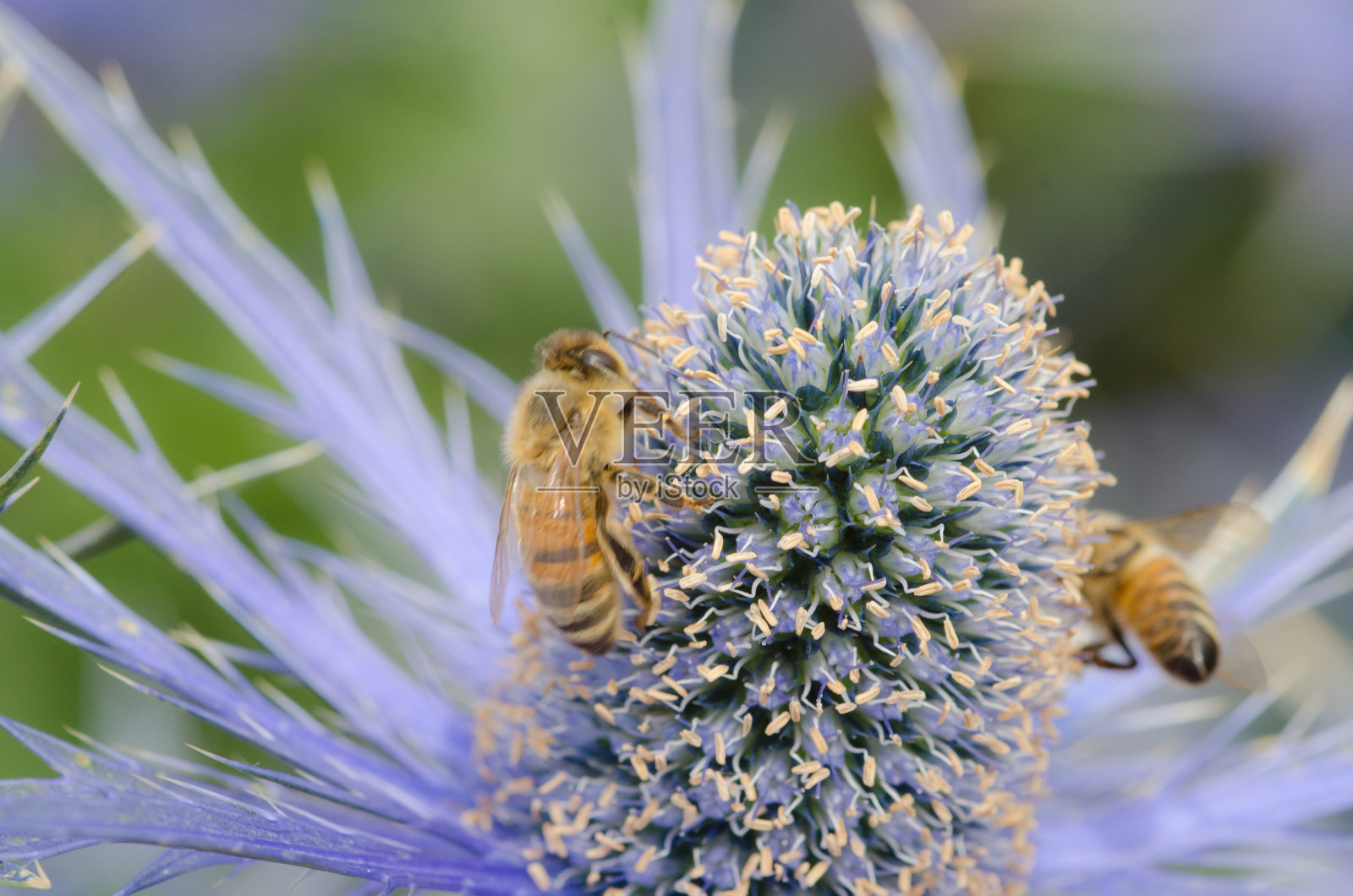 海葵和蜜蜂照片摄影图片