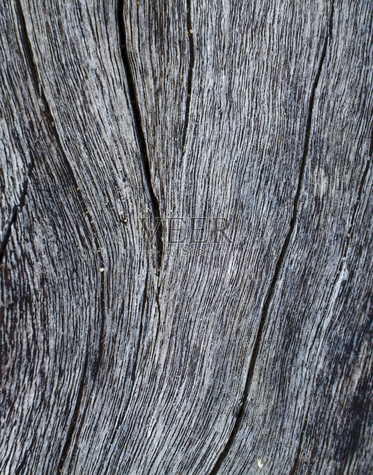 垂直木纹理特写照片。白色和灰色的木材背景。照片摄影图片